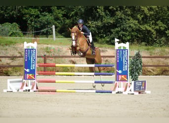 Danish Warmblood, Mare, 8 years, 15.3 hh, Chestnut-Red
