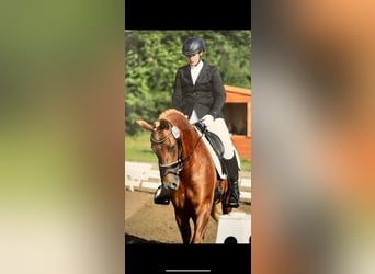 Danish Warmblood Mix, Mare, 8 years, 15 hh, Chestnut-Red