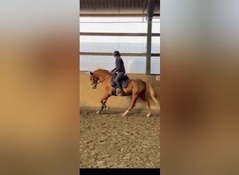 Danish Warmblood Mix, Mare, 8 years, 15 hh, Chestnut-Red