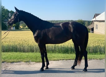 Danish Warmblood, Mare, 8 years, 16.2 hh, Black