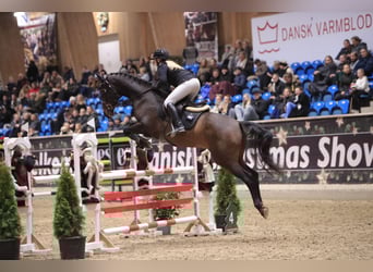 Danish Warmblood, Mare, 8 years, 16 hh, Bay-Dark