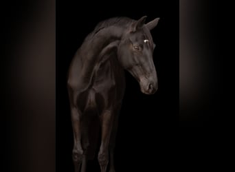 Danish Warmblood, Mare, 8 years, 16,2 hh, Black