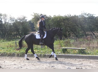 Danish Warmblood, Mare, 9 years, 16.1 hh, Black