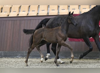 Danish Warmblood, Mare, Foal (05/2025)