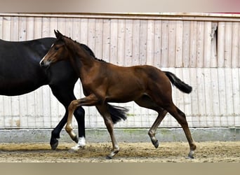 Danish Warmblood, Mare, Foal (04/2025)