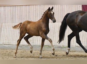 Danish Warmblood, Mare, Foal (04/2025)