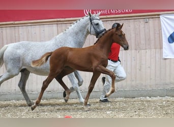 Danish Warmblood, Mare, Foal (05/2025)