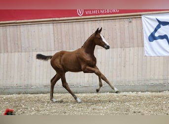 Danish Warmblood, Mare, Foal (06/2025)