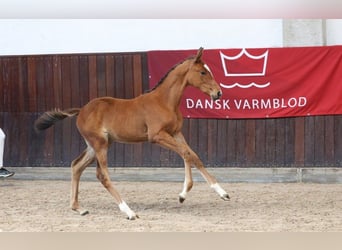 Danish Warmblood, Mare, Foal (06/2025)