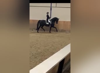 Danish Warmblood, Stallion, 14 years, 16 hh, Black