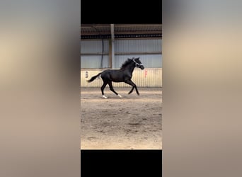 Danish Warmblood, Stallion, 1 year, 15.1 hh, Black