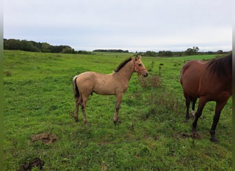 Danish Warmblood, Stallion, 1 year, 16.1 hh, Buckskin