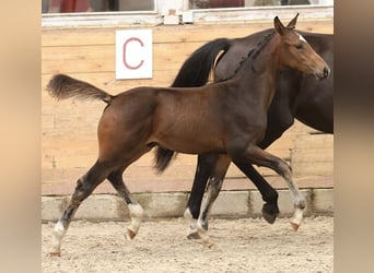 Danish Warmblood, Stallion, 1 year, 16.2 hh, Brown