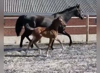 Danish Warmblood, Stallion, 1 year, 16.2 hh, Brown