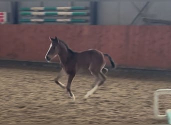 Danish Warmblood, Stallion, 1 year, 16.2 hh, Brown