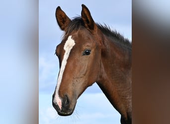 Danish Warmblood, Stallion, 1 year, 16.2 hh, Brown