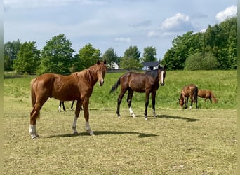Danish Warmblood, Stallion, 1 year, 16.2 hh, Brown