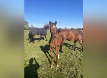 Danish Warmblood, Stallion, 1 year, 16,3 hh, Chestnut-Red