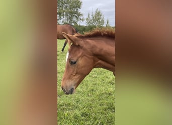 Danish Warmblood, Stallion, 1 year, 16,3 hh, Chestnut-Red