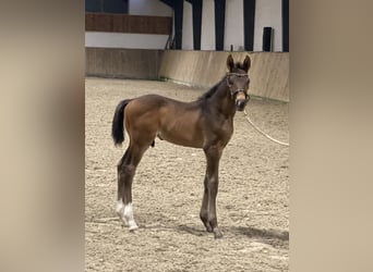 Danish Warmblood, Stallion, 1 year, 16,2 hh, Bay-Dark