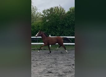 Danish Warmblood, Stallion, 1 year, 16,2 hh, Bay