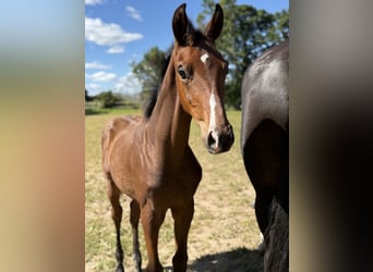 Danish Warmblood, Stallion, 1 year, 17 hh, Brown