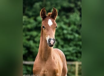 Danish Warmblood, Stallion, 1 year, 17 hh, Chestnut