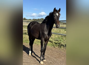 Danish Warmblood, Stallion, 1 year, 17 hh