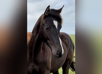 Danish Warmblood, Stallion, 1 year, Black