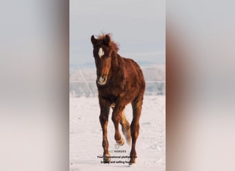 Danish Warmblood, Stallion, 1 year, Chestnut-Red