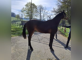 Danish Warmblood, Stallion, 2 years, Brown