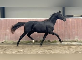 Danish Warmblood, Stallion, 3 years, 16.2 hh, Bay-Dark