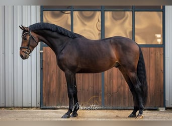 Danish Warmblood, Stallion, 3 years, 16 hh, Bay-Dark