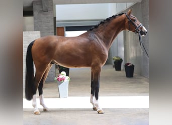 Danish Warmblood, Stallion, 3 years, 16,1 hh, Bay