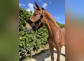 Danish Warmblood, Stallion, 4 years, 16,2 hh, Chestnut-Red