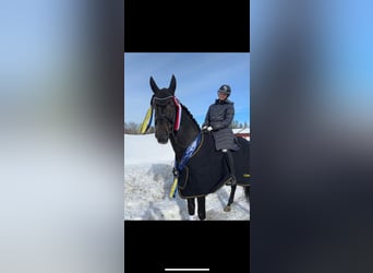 Danish Warmblood, Stallion, 5 years, 18 hh