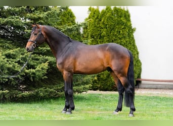 Danish Warmblood, Stallion, 6 years, 16.2 hh, Champagne