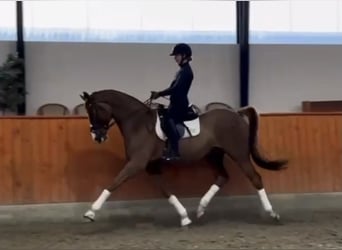 Danish Warmblood, Stallion, 6 years, 17 hh, Chestnut