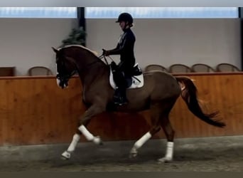 Danish Warmblood, Stallion, 6 years, 17 hh, Chestnut