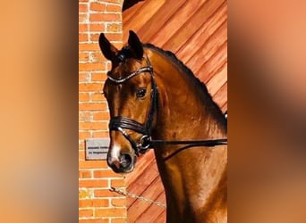 Danish Warmblood, Stallion, 7 years, 16.1 hh, Brown