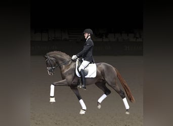 Danish Warmblood, Stallion, 4 years, 16.2 hh, Chestnut