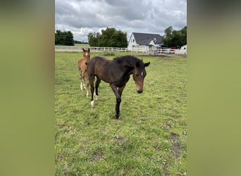 Dänisches Warmblut, Hengst, Fohlen (03/2024), 16,2 hh, Dunkelbrauner