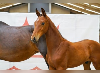 Danish Warmblood, Stallion, Foal (05/2026), 16.2 hh, Brown-Light