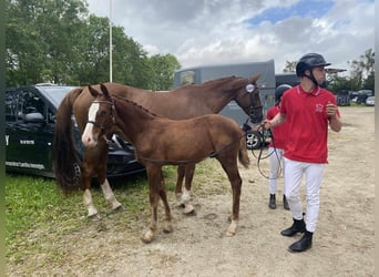 Danish Warmblood, Stallion, Foal (05/2023), 16.2 hh, Red Dun