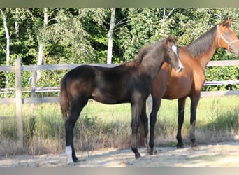 Danish Warmblood, Stallion, Foal (03/2023), 16.3 hh, Brown