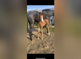 Dänisches Warmblut, Hengst, Fohlen (04/2024), 16,3 hh, Fuchs