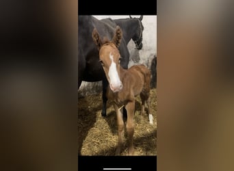 Dänisches Warmblut, Hengst, Fohlen (04/2024), 16,3 hh, Fuchs