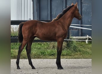 Danish Warmblood, Stallion, Foal (04/2025), 16,1 hh, Brown