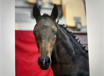 Danish Warmblood, Stallion, Foal (04/2025), 16,2 hh, Bay-Dark