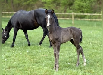Danish Warmblood, Stallion, , 16,2 hh, Black
